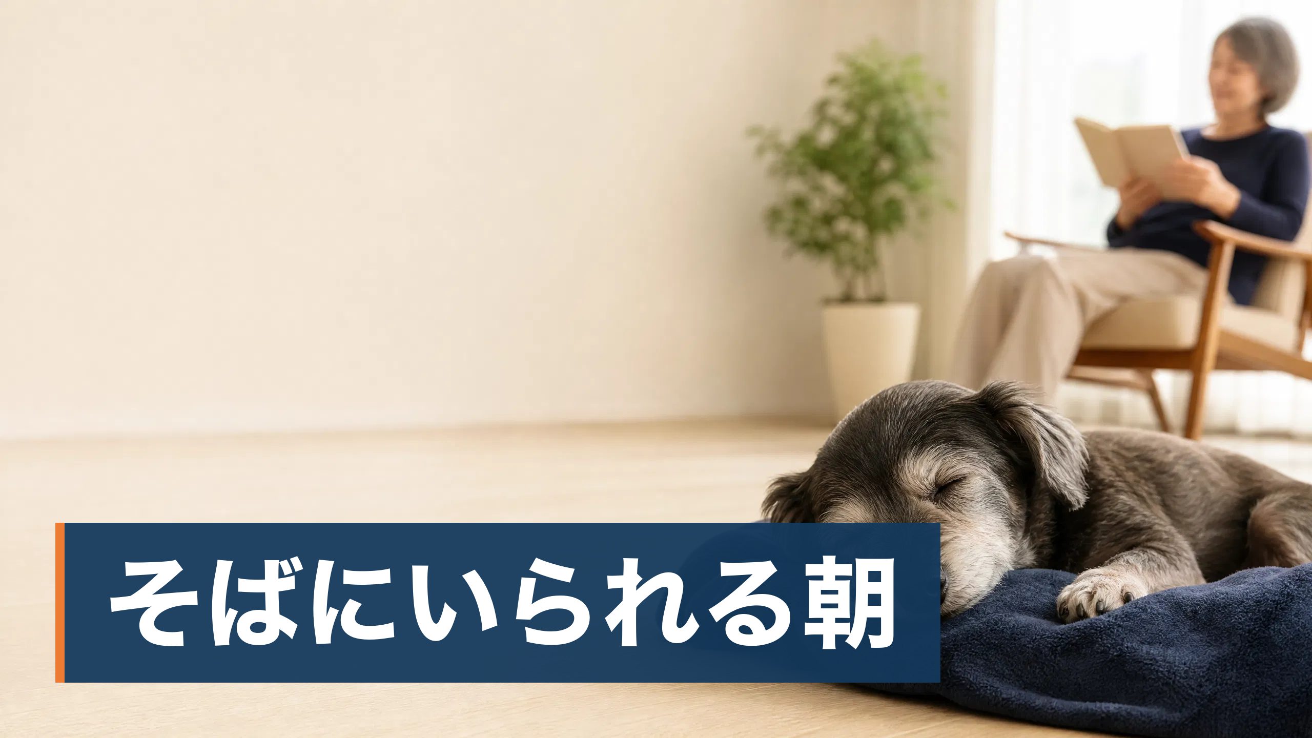 猫の遺伝子検査を検討しているが、検査で遺伝性疾患が見つかったらと思うと申し込みをためらっている飼い主が朝の光が入る整った寝室様子